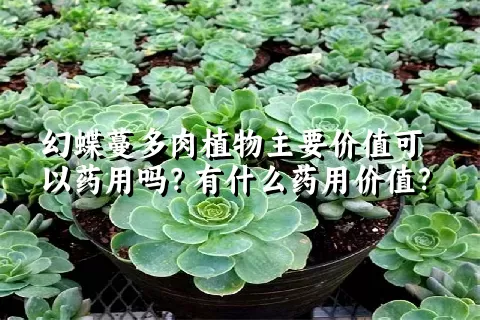 幻蝶蔓多肉植物主要价值可以药用吗？有什么药用价值？