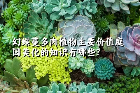 幻蝶蔓多肉植物主要价值庭园美化的知识有哪些？