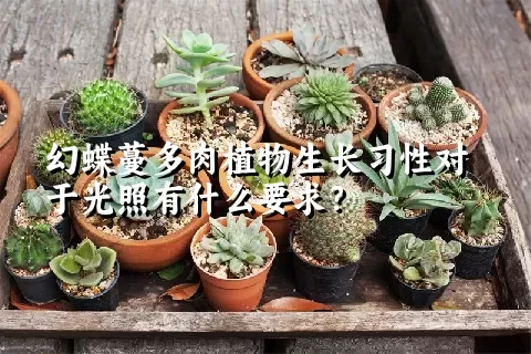 幻蝶蔓多肉植物生长习性对于光照有什么要求？