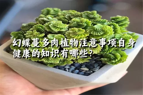 幻蝶蔓多肉植物注意事项自身健康的知识有哪些？