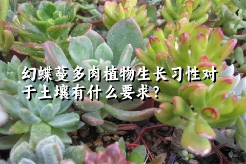 幻蝶蔓多肉植物生长习性对于土壤有什么要求？	