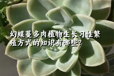 幻蝶蔓多肉植物生长习性繁殖方式的知识有哪些？