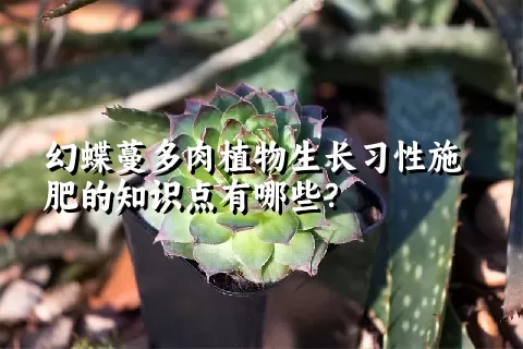 幻蝶蔓多肉植物生长习性施肥的知识点有哪些？	