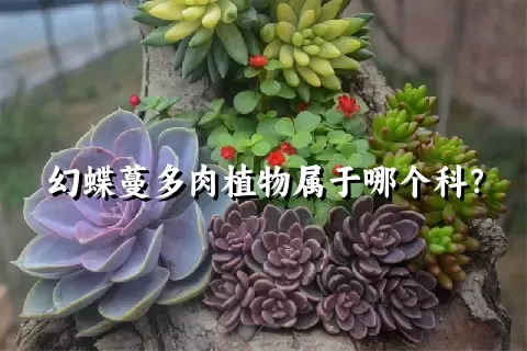 幻蝶蔓多肉植物属于哪个科？