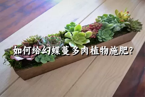 如何给幻蝶蔓多肉植物施肥？