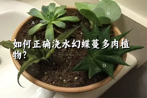 如何正确浇水幻蝶蔓多肉植物？