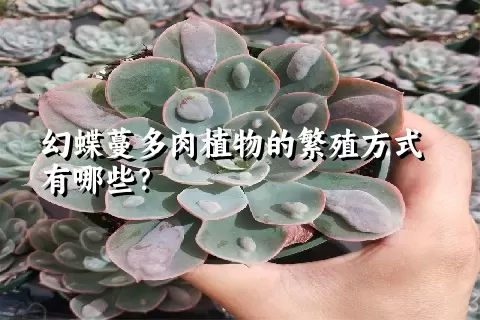 幻蝶蔓多肉植物的繁殖方式有哪些？