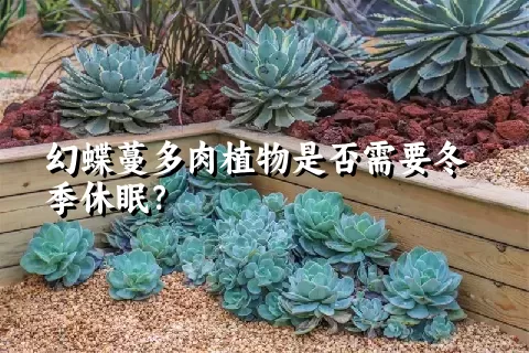 幻蝶蔓多肉植物是否需要冬季休眠？