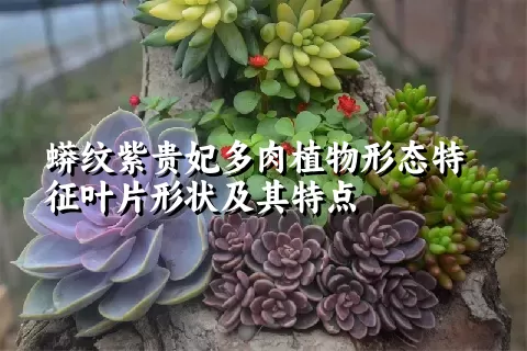 蟒纹紫贵妃多肉植物形态特征叶片形状及其特点