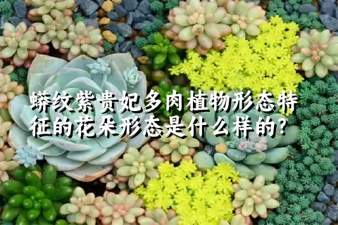 蟒纹紫贵妃多肉植物形态特征的花朵形态是什么样的？