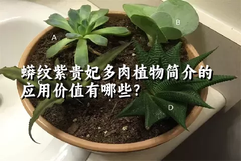 蟒纹紫贵妃多肉植物简介的应用价值有哪些？