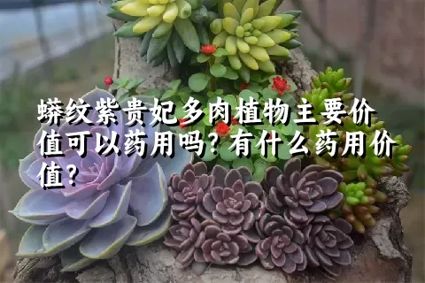 蟒纹紫贵妃多肉植物主要价值可以药用吗？有什么药用价值？