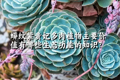 蟒纹紫贵妃多肉植物主要价值有哪些生态功能的知识？