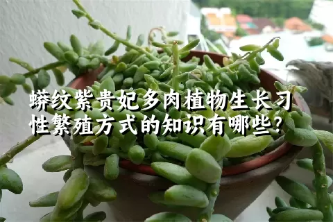 蟒纹紫贵妃多肉植物生长习性繁殖方式的知识有哪些？