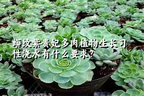 蟒纹紫贵妃多肉植物生长习性浇水有什么要求？	