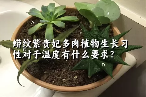 蟒纹紫贵妃多肉植物生长习性对于温度有什么要求？