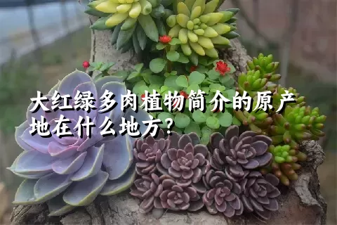 大红绿多肉植物简介的原产地在什么地方？