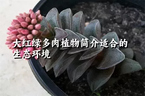 大红绿多肉植物简介适合的生态环境