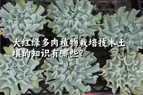 大红绿多肉植物栽培技术土壤的知识有哪些？