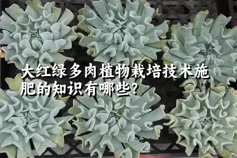 大红绿多肉植物栽培技术施肥的知识有哪些？ 