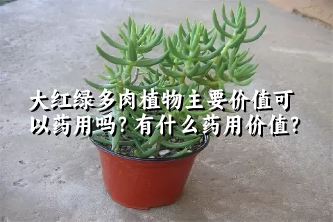 大红绿多肉植物主要价值可以药用吗？有什么药用价值？