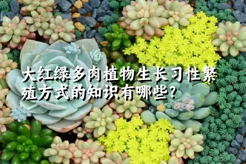 大红绿多肉植物生长习性繁殖方式的知识有哪些？