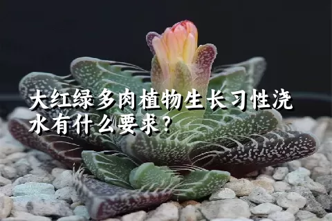 大红绿多肉植物生长习性浇水有什么要求？	