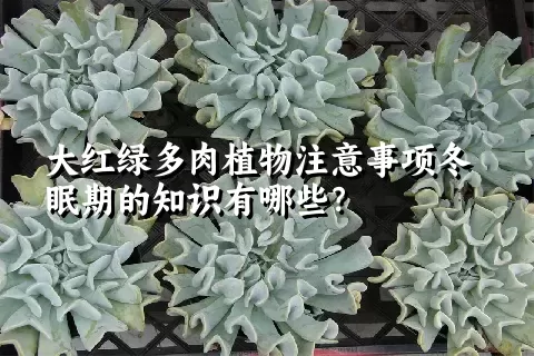 大红绿多肉植物注意事项冬眠期的知识有哪些？