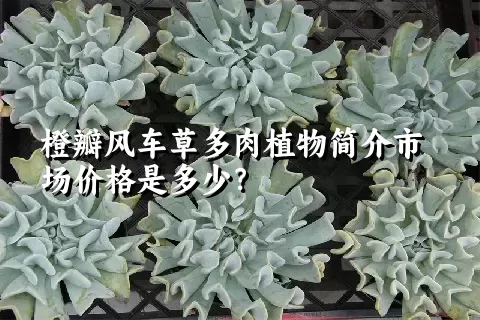 橙瓣风车草多肉植物简介市场价格是多少？