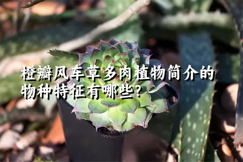 橙瓣风车草多肉植物简介的物种特征有哪些？