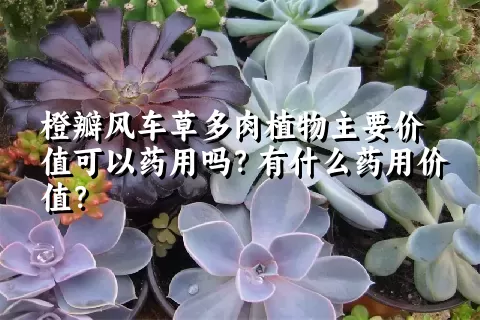 橙瓣风车草多肉植物主要价值可以药用吗？有什么药用价值？