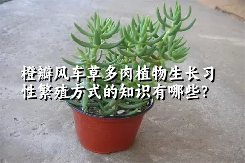 橙瓣风车草多肉植物生长习性繁殖方式的知识有哪些？