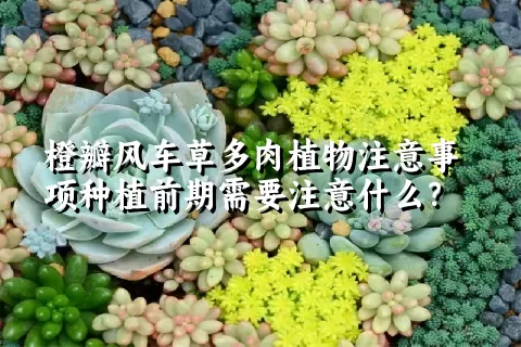 橙瓣风车草多肉植物注意事项种植前期需要注意什么？ 