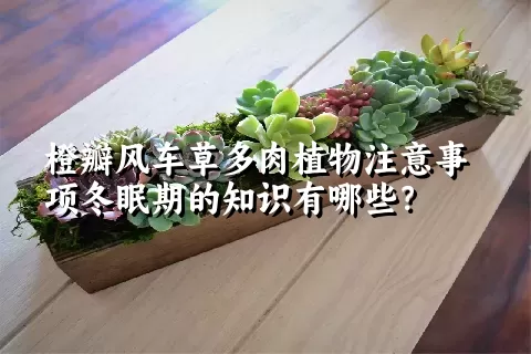 橙瓣风车草多肉植物注意事项冬眠期的知识有哪些？