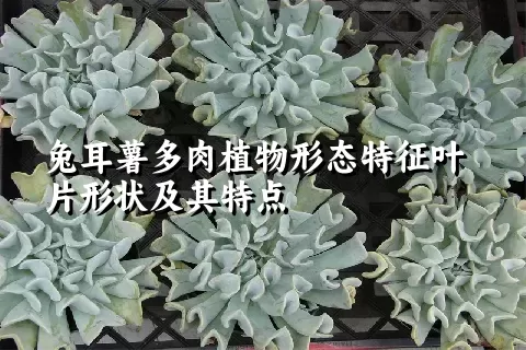 兔耳薯多肉植物形态特征叶片形状及其特点