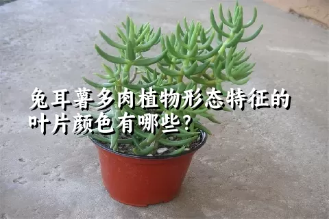 兔耳薯多肉植物形态特征的叶片颜色有哪些？