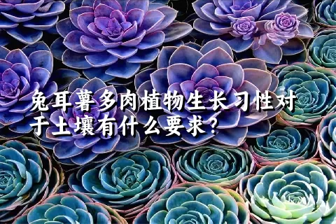 兔耳薯多肉植物生长习性对于土壤有什么要求？	