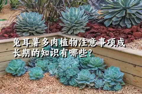 兔耳薯多肉植物注意事项成长期的知识有哪些？ 