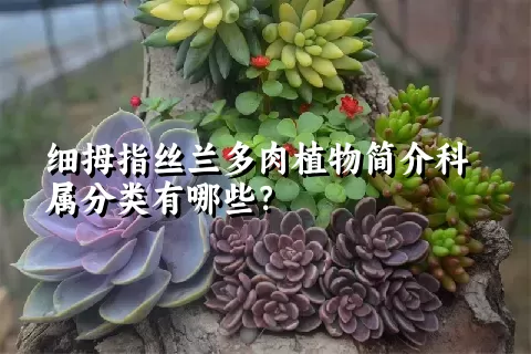 细拇指丝兰多肉植物简介科属分类有哪些？