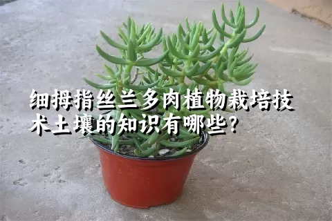 细拇指丝兰多肉植物栽培技术土壤的知识有哪些？