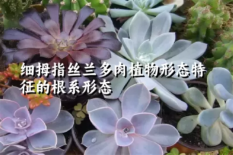 细拇指丝兰多肉植物形态特征的根系形态