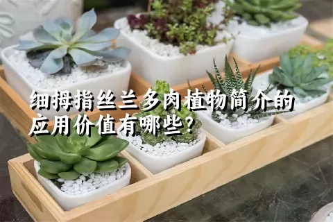 细拇指丝兰多肉植物简介的应用价值有哪些？