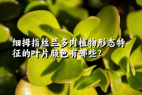 细拇指丝兰多肉植物形态特征的叶片颜色有哪些？