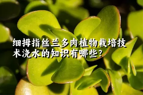 细拇指丝兰多肉植物栽培技术浇水的知识有哪些？