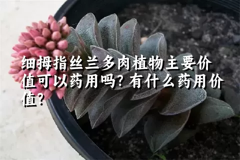 细拇指丝兰多肉植物主要价值可以药用吗？有什么药用价值？