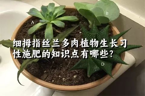 细拇指丝兰多肉植物生长习性施肥的知识点有哪些？	