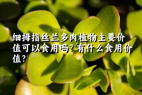 细拇指丝兰多肉植物主要价值可以食用吗？有什么食用价值？