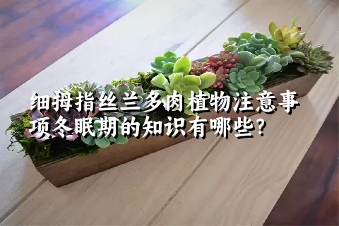 细拇指丝兰多肉植物注意事项冬眠期的知识有哪些？