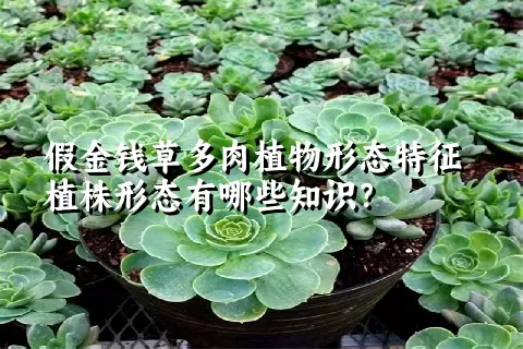 假金钱草多肉植物形态特征植株形态有哪些知识？