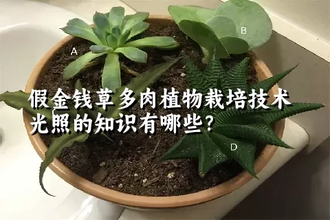 假金钱草多肉植物栽培技术光照的知识有哪些？ 